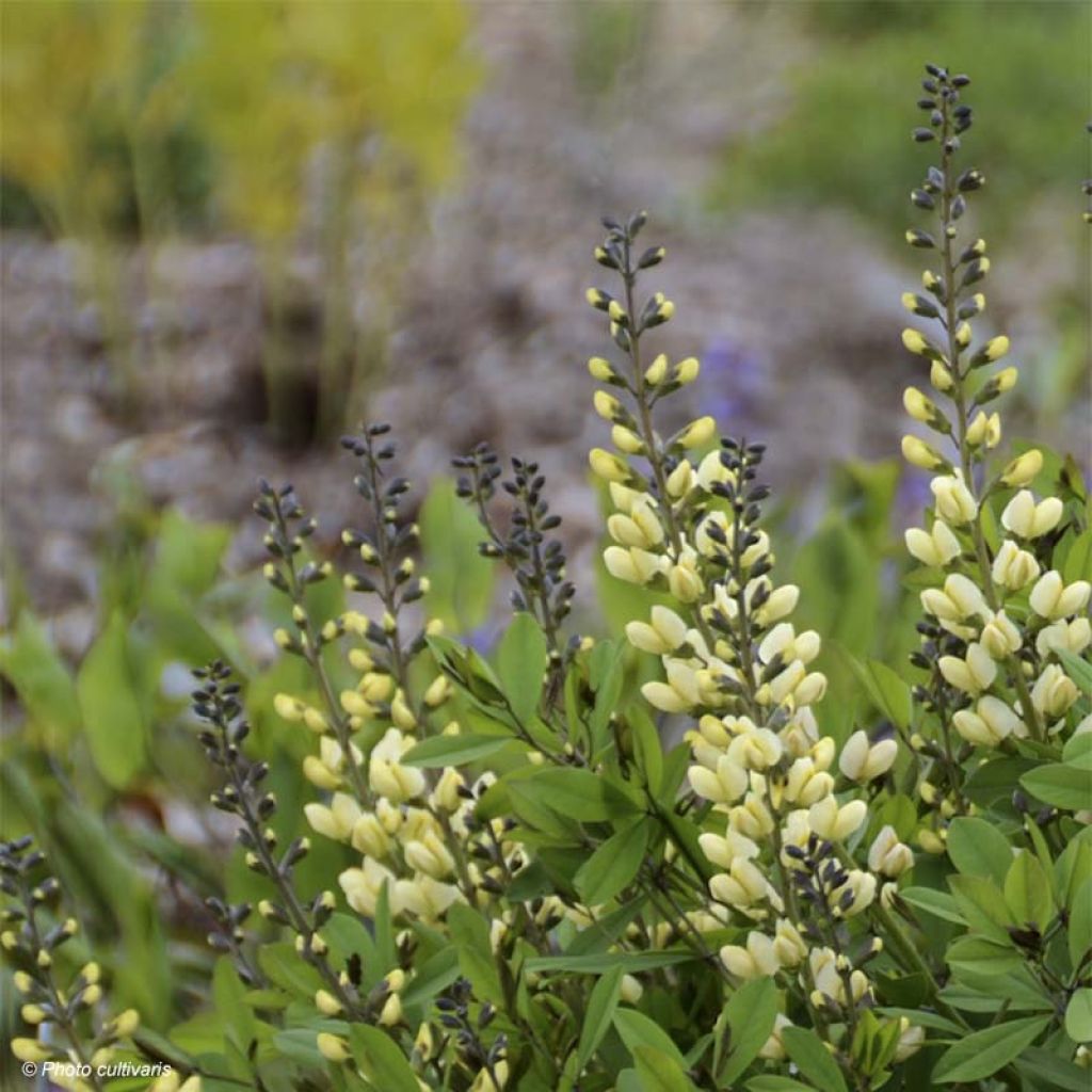 Baptisia Decadence Series Vanilla Cream - False Indigo