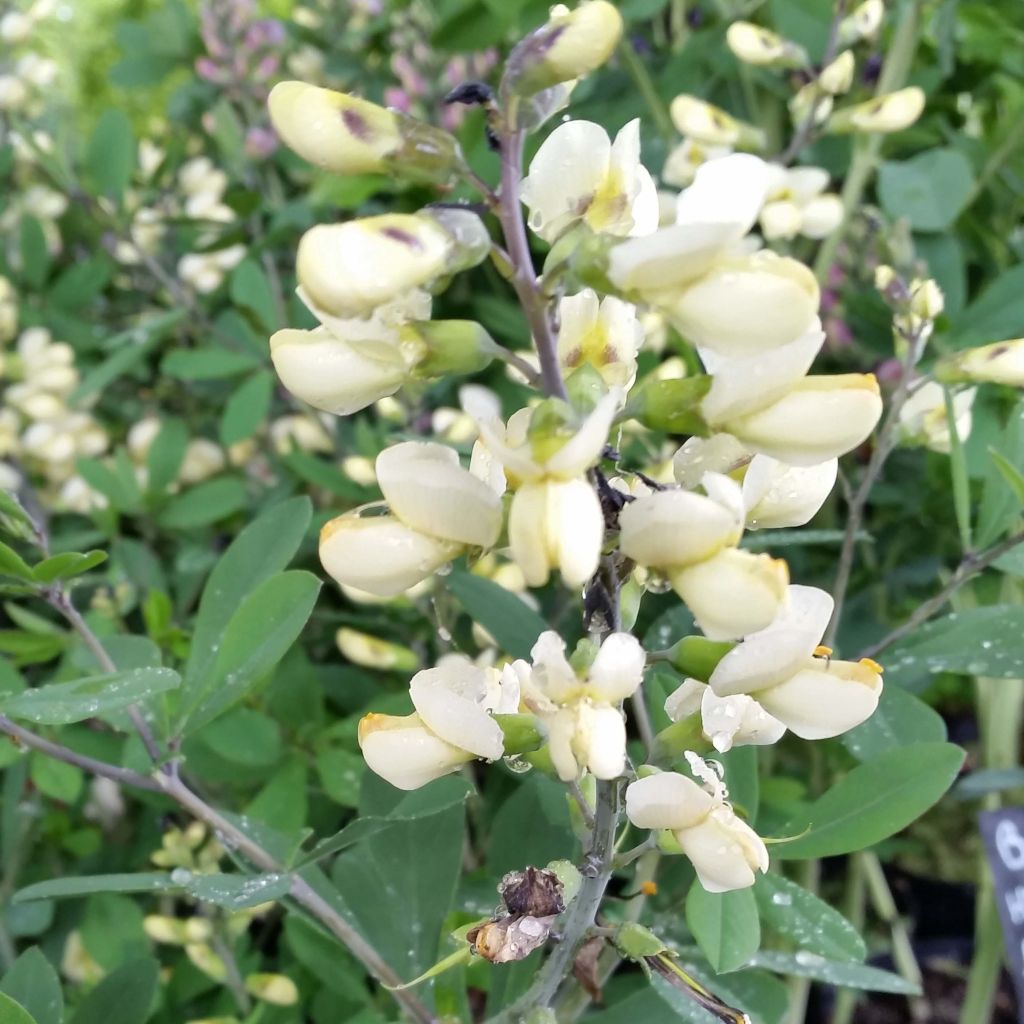 Baptisia Decadence Series Vanilla Cream - False Indigo