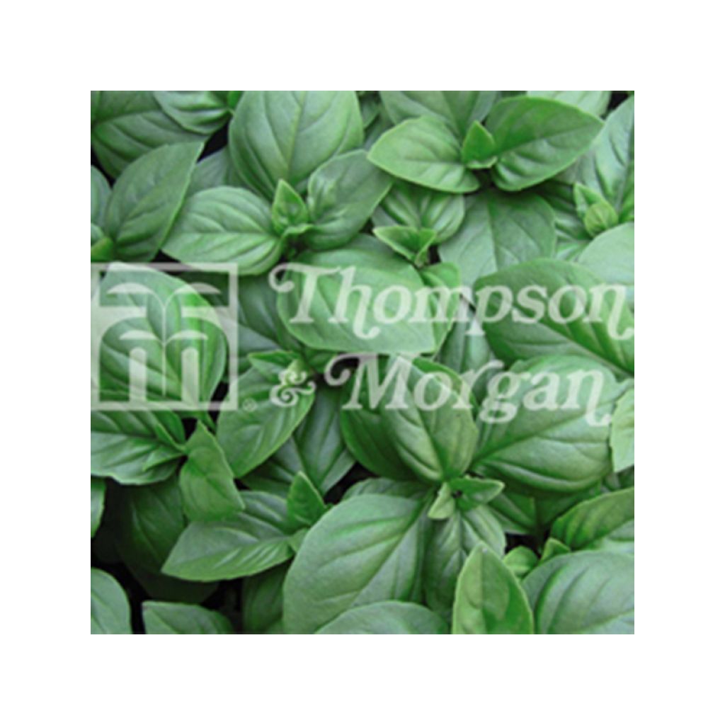 Christmas Basil - Ocimum basilicum