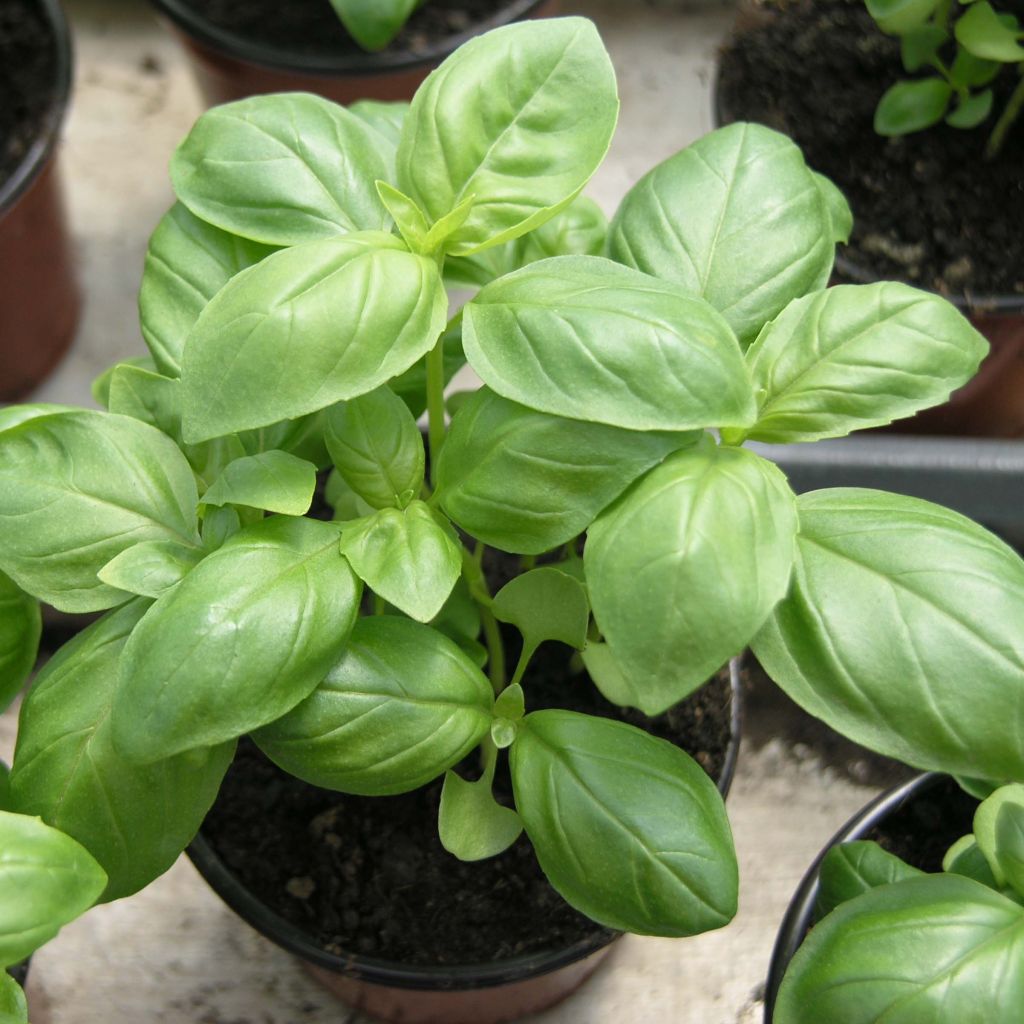 Genovese Basil