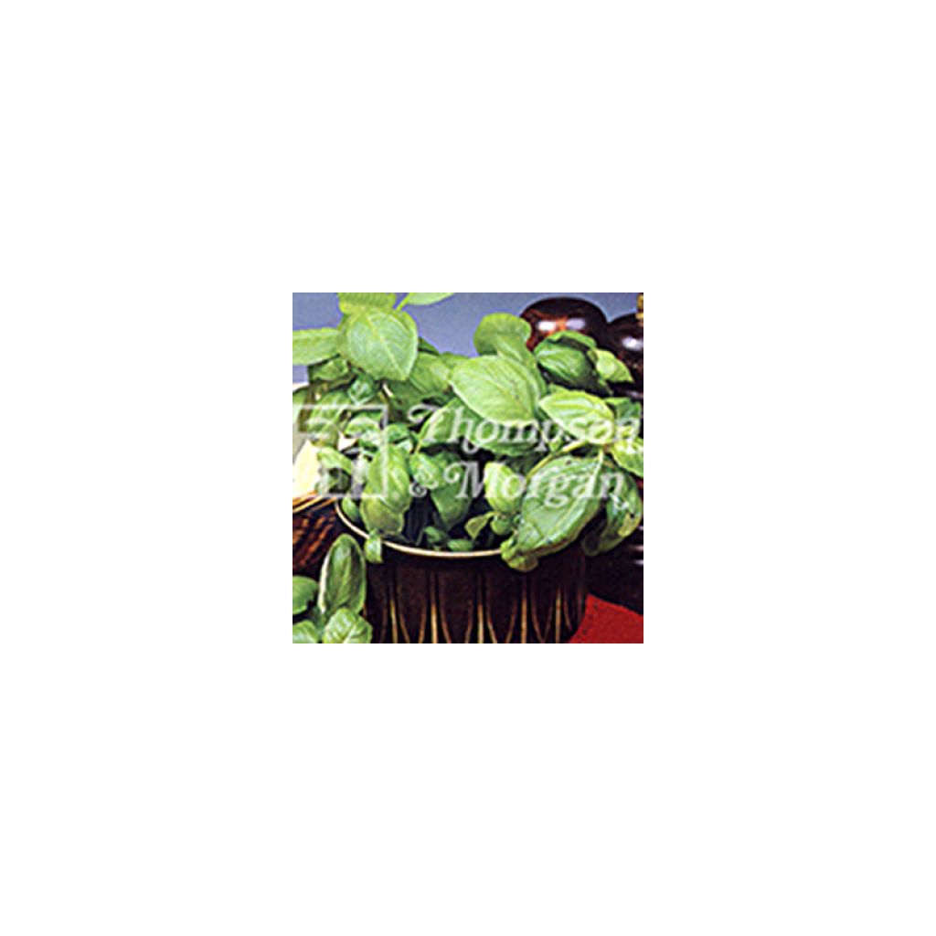 Basilic Sweet Green - Ocimum basilicum