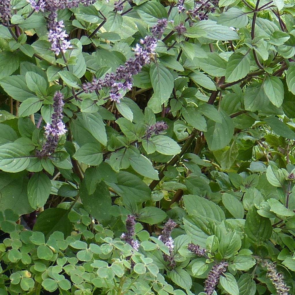 Perennial Magic Mountain Basil in seedlings