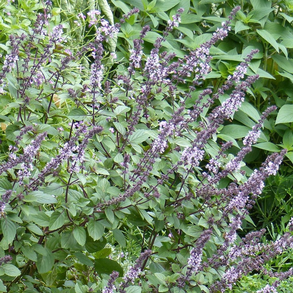 Perennial Magic Mountain Basil in seedlings