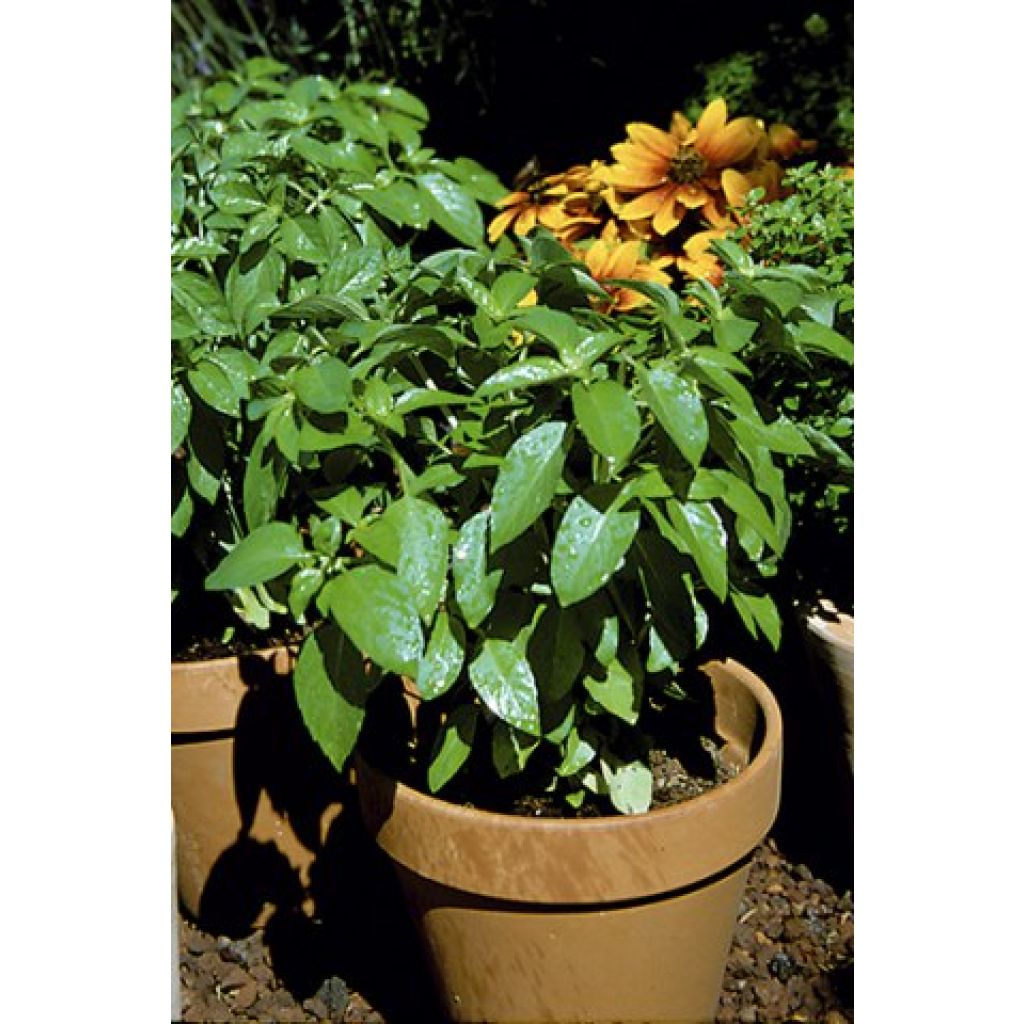 Marseille Basil - Vilmorin Seeds