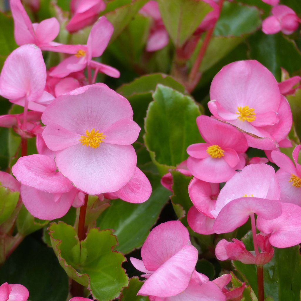 Begonia Big F1 soft pink