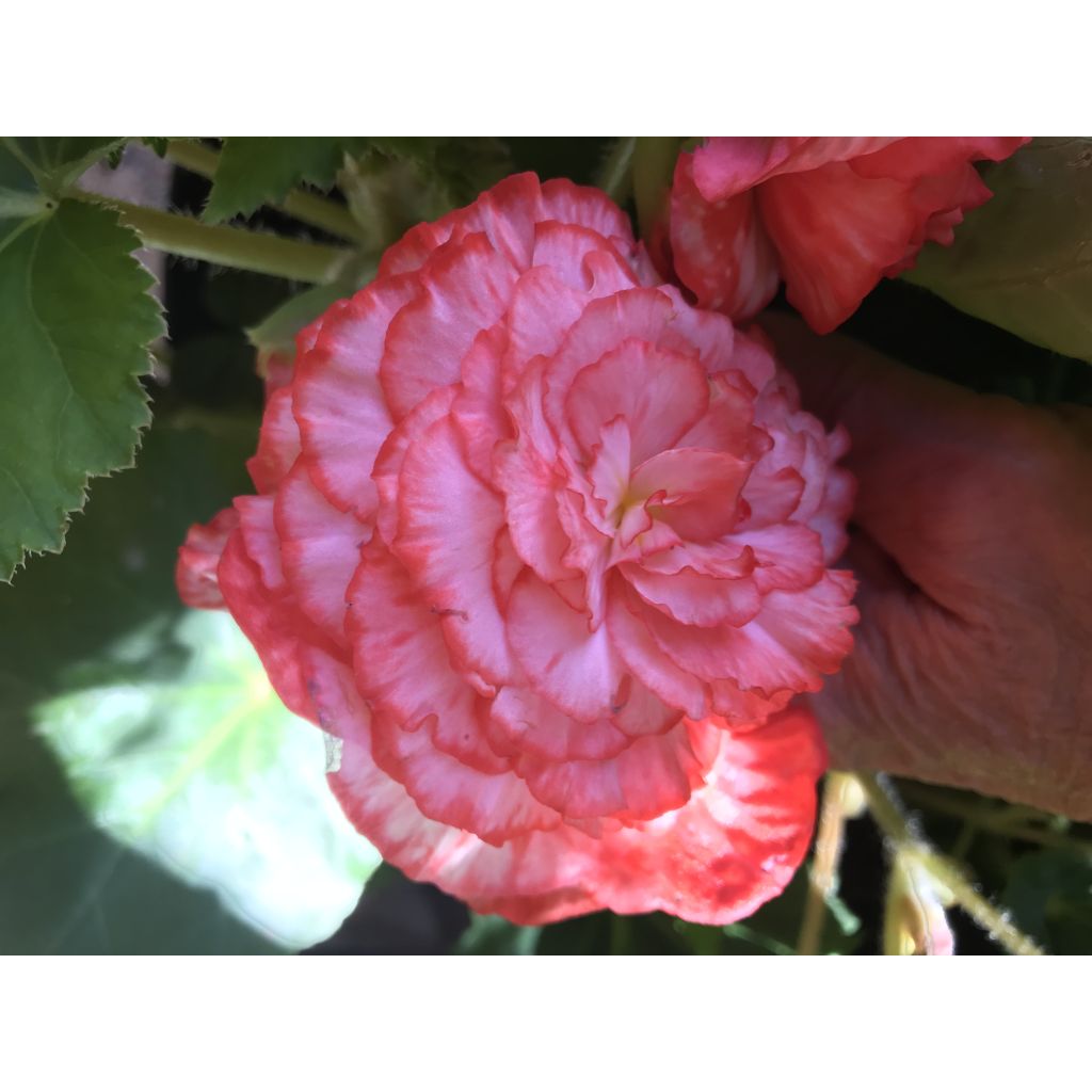 Begonia Marmorata