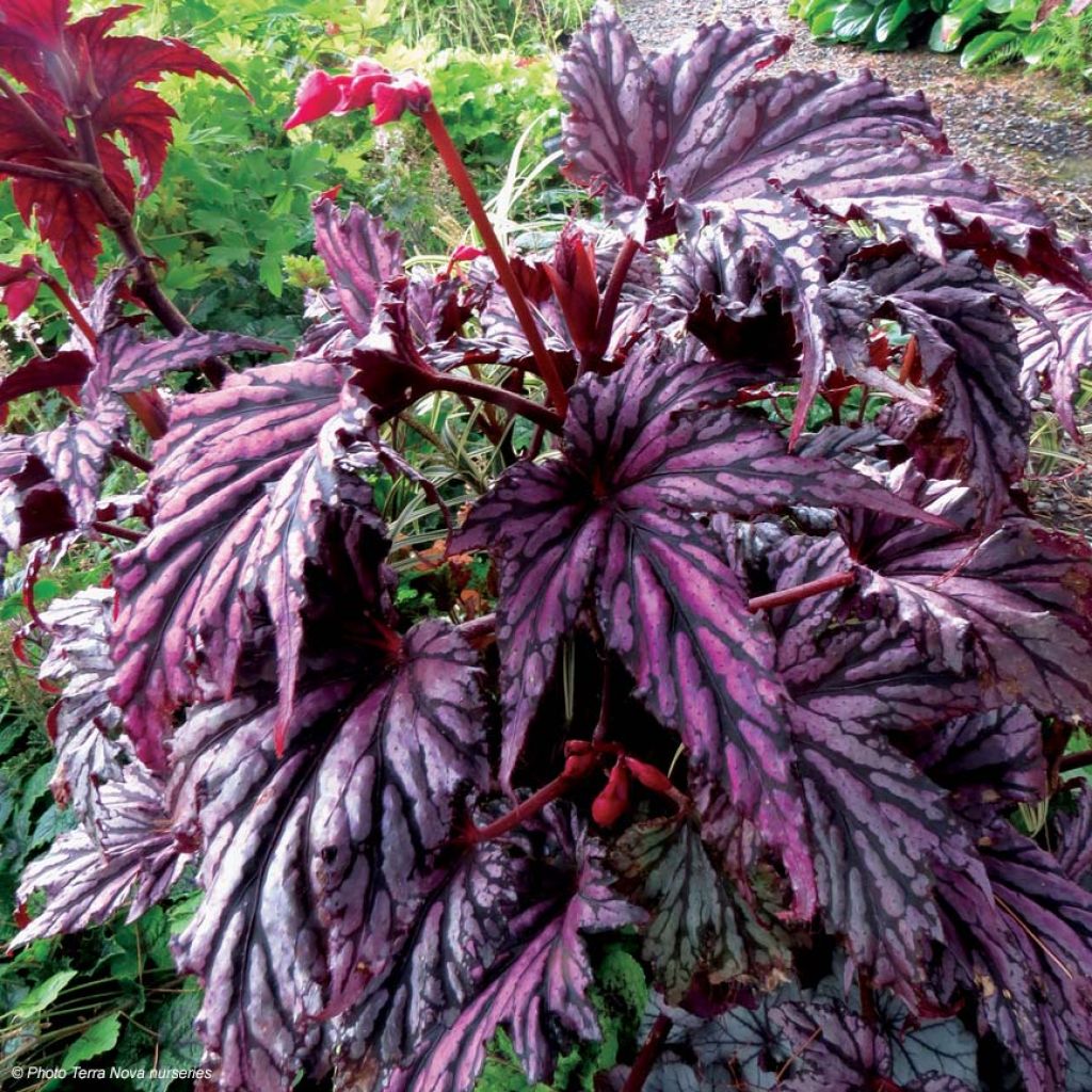 Begonia Garden Angel Blush