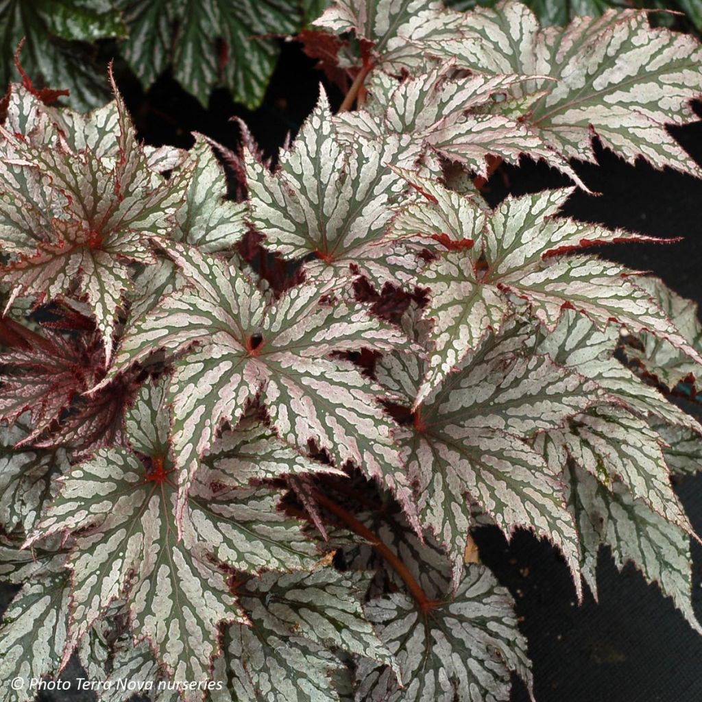 Begonia Garden Angel Silver