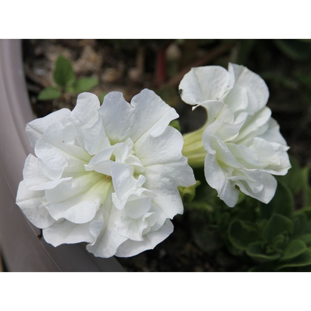 White Begonia grandiflora - Begonia bulbs