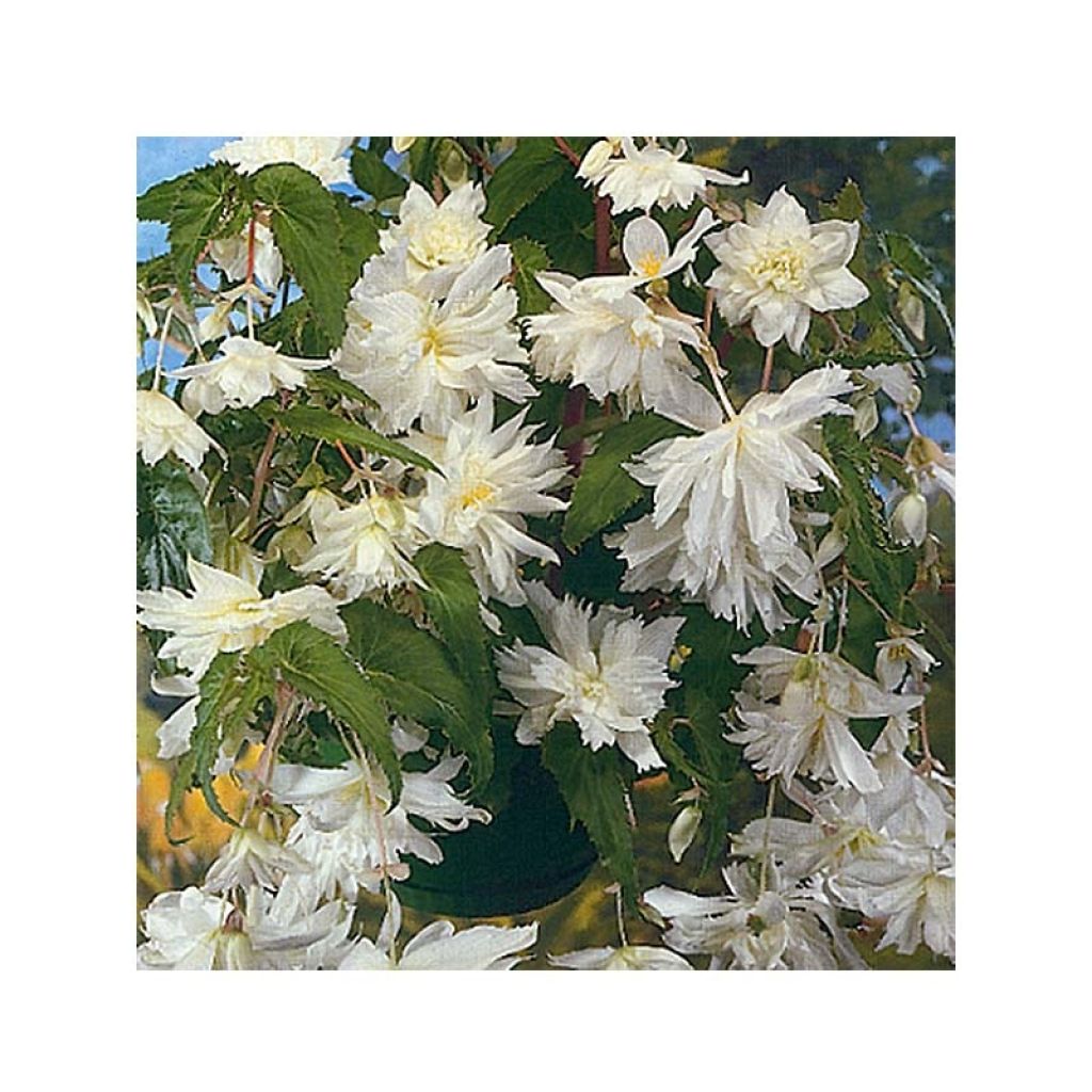 White Begonia pendula Tuberhybrida