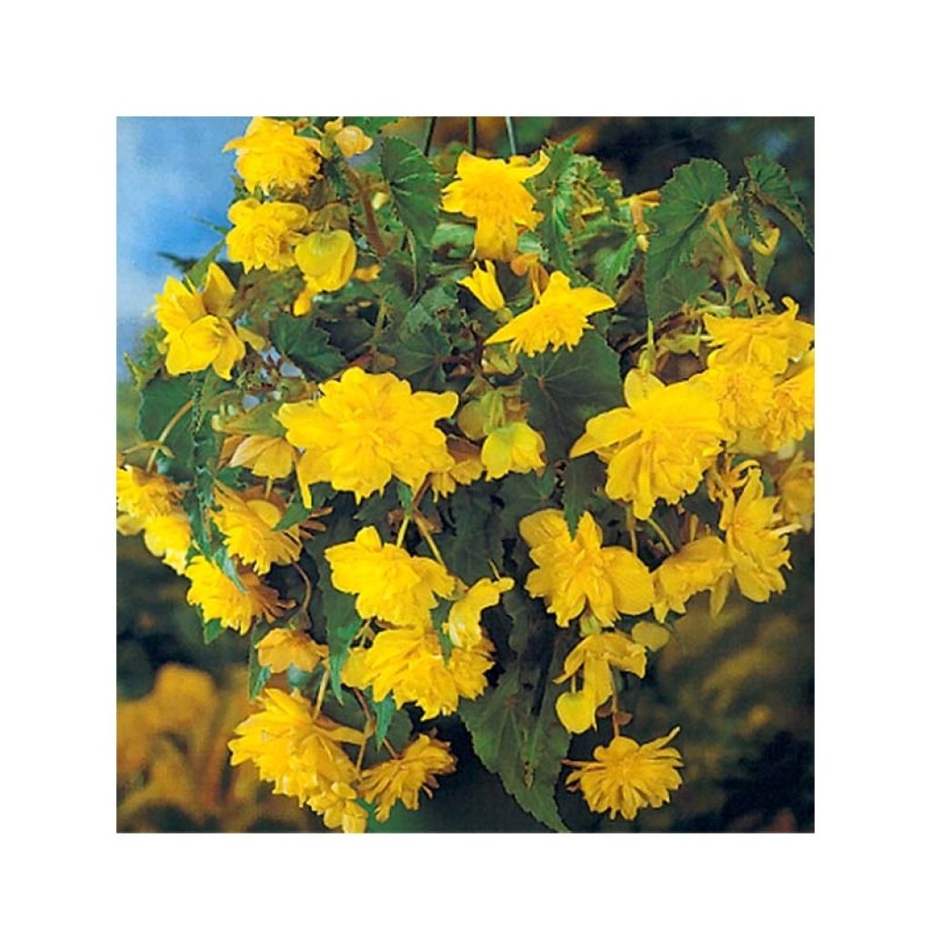 Yellow Begonia pendula Tuberhybrida