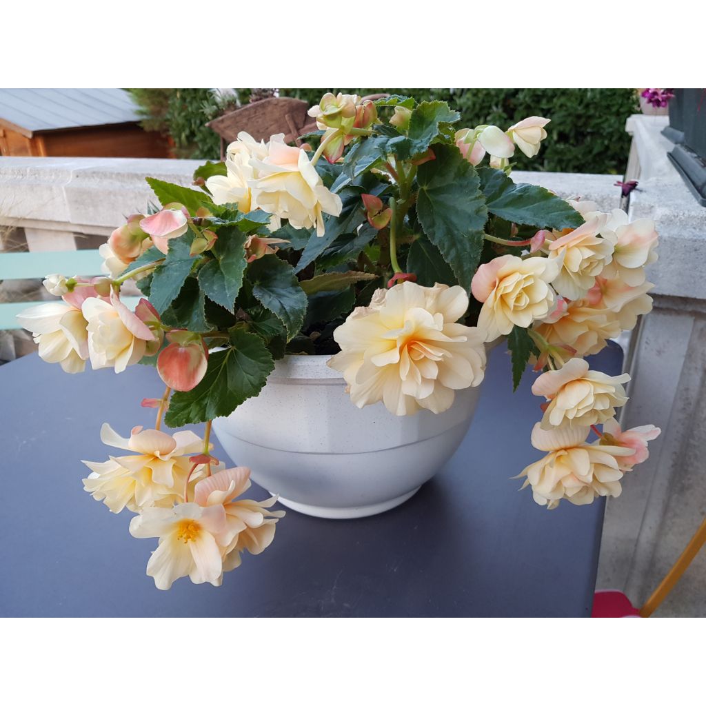 Begonia Chardonnay