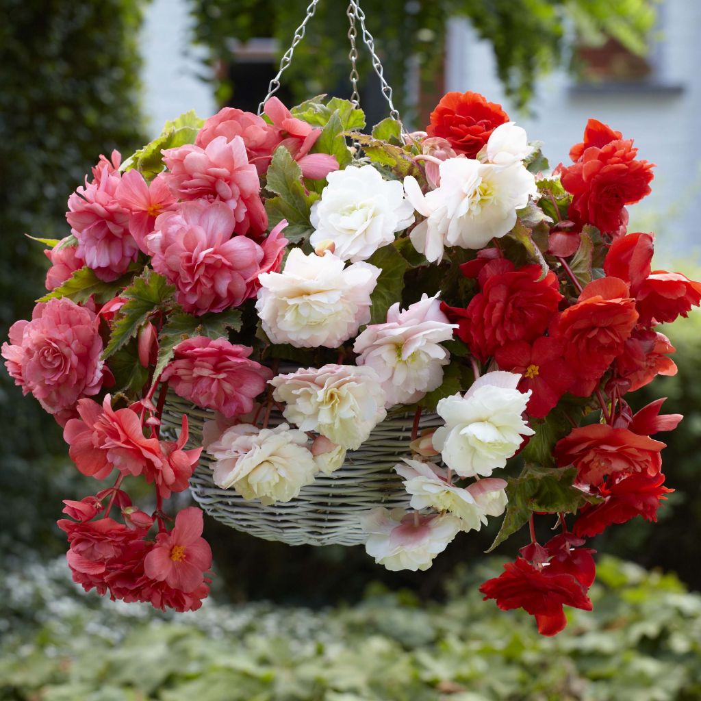 Begonia odorata Mix