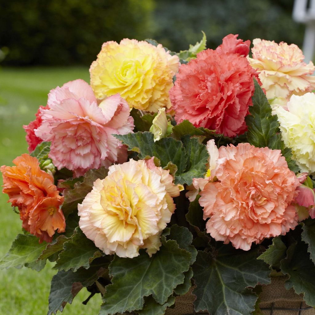 Begonia Fimbriata Samba Mix