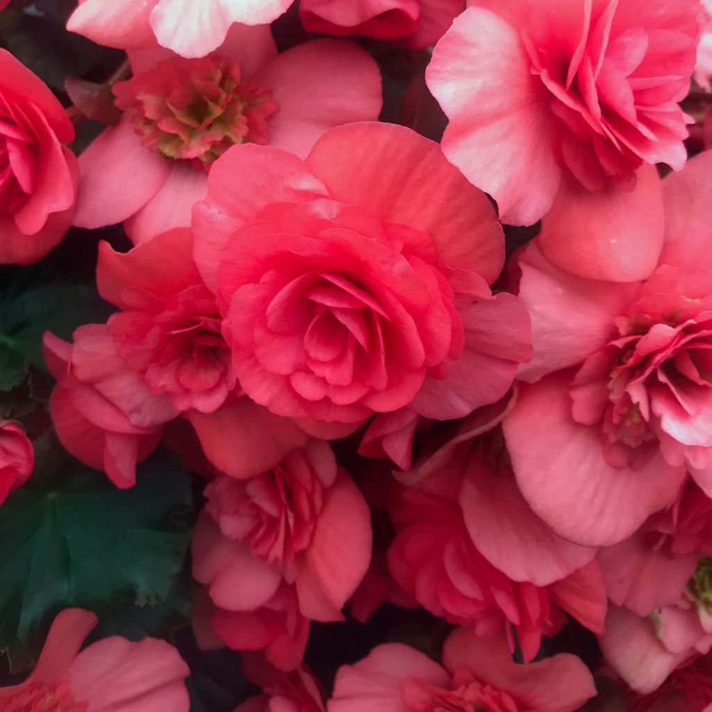 Begonia Sunbrero Dark Pink