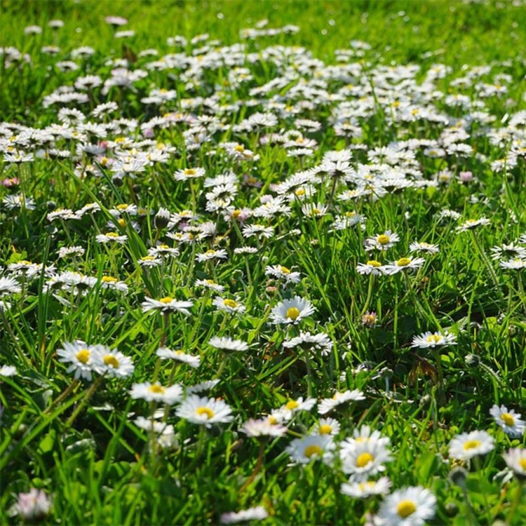 Bellis perennis - Common Daisy Seeds