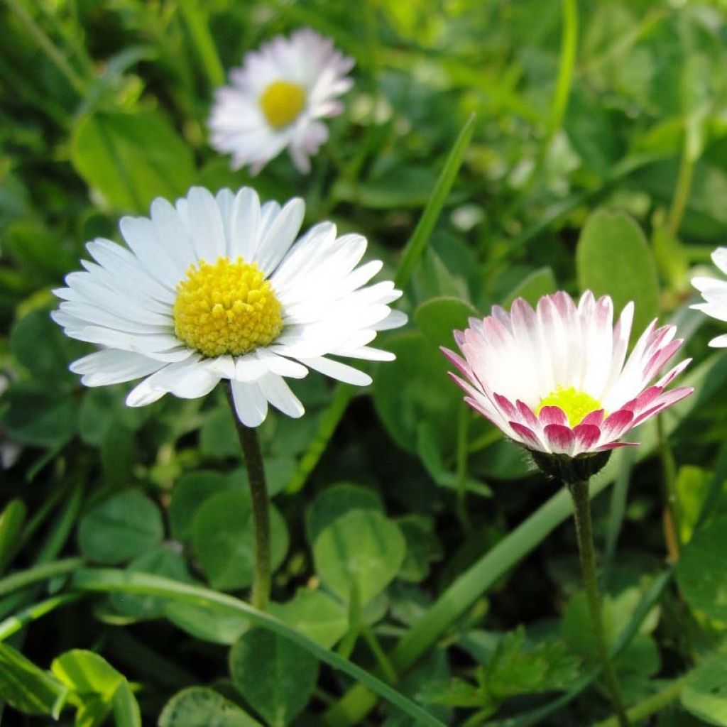 Bellis perennis - Common Daisy Seeds