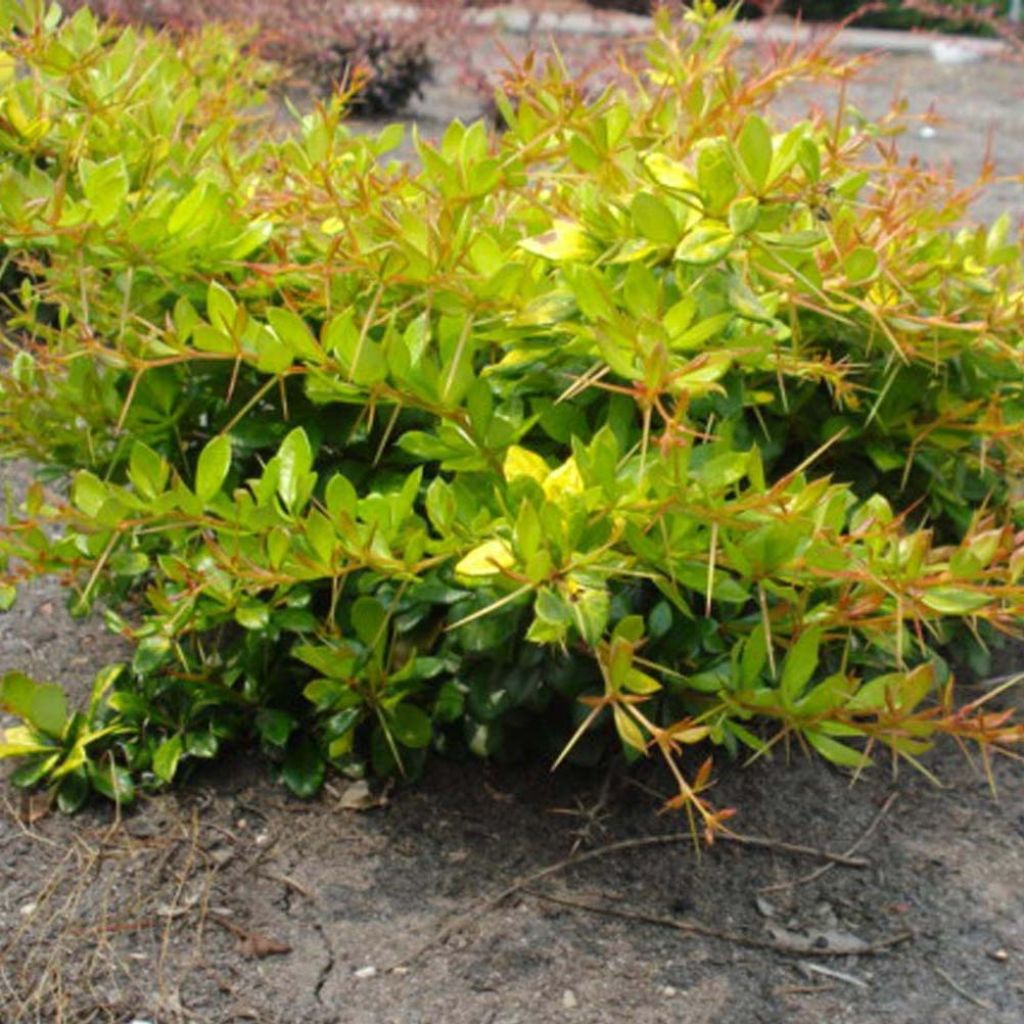 Berberis chenaultii x thunbergii Dual Jewel