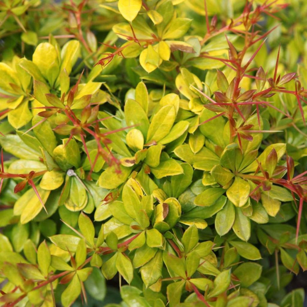 Berberis x media Dual Jewel - Barberry