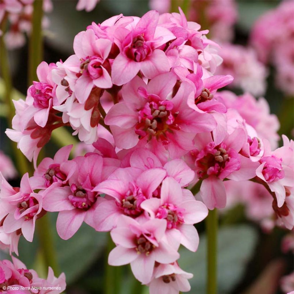 Bergenia Dragonfly Series Sakura - Elephant's Ears