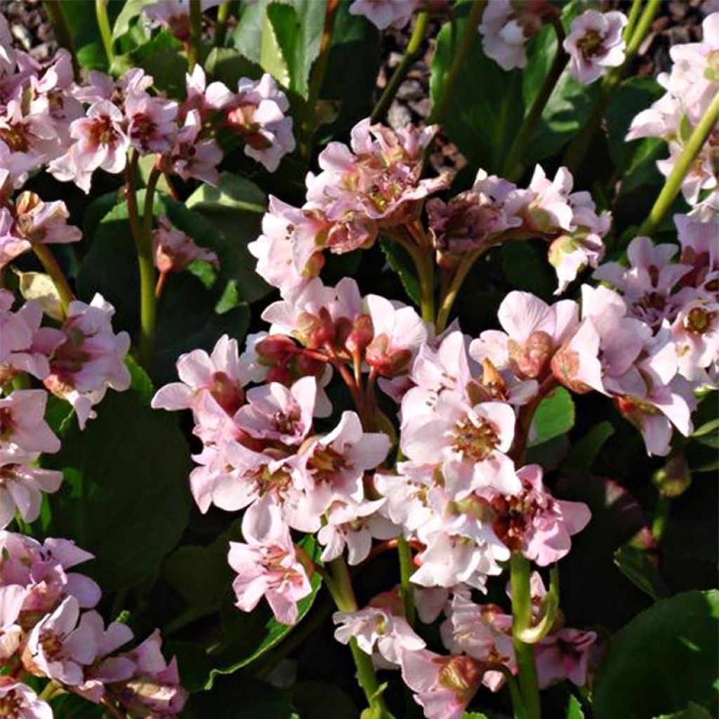 Bergenia Harzkristall - Elephant's Ears