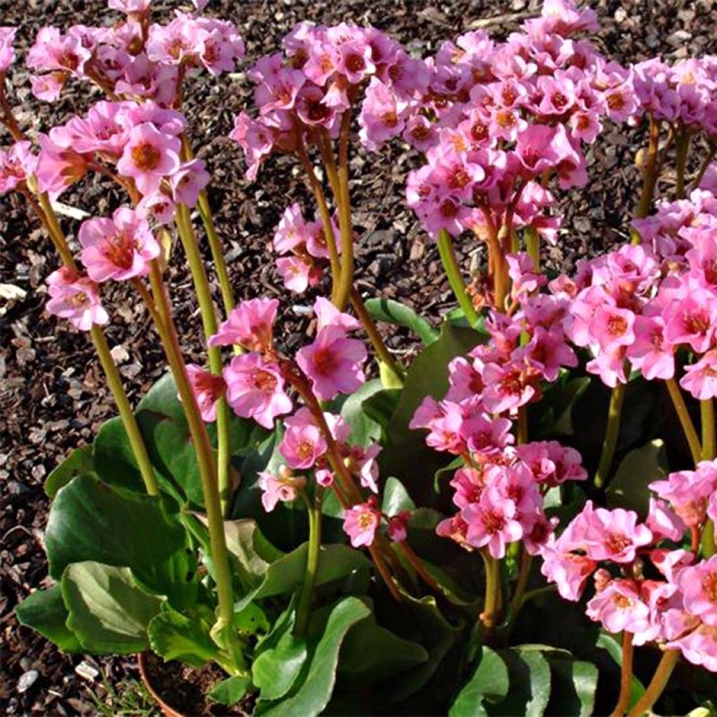 Bergenia Rosenkristall - Elephant's Ears