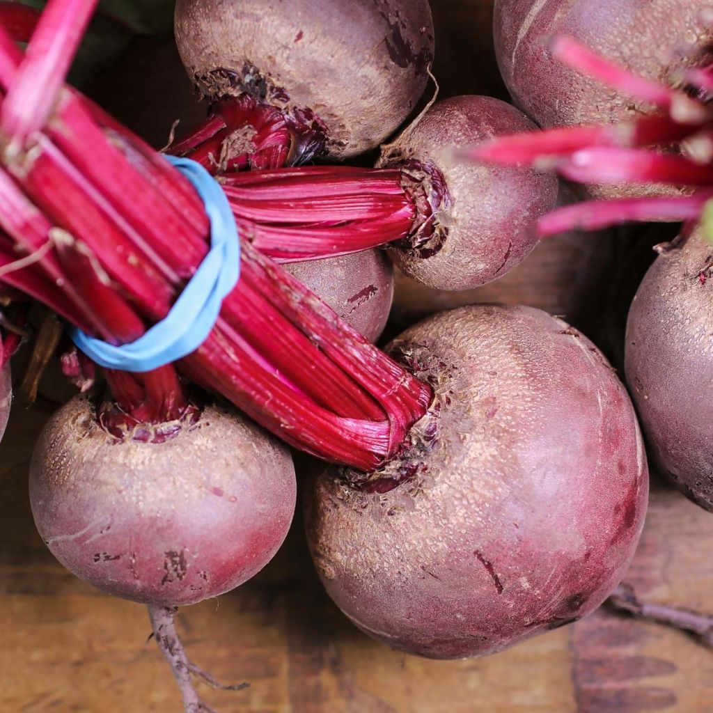 Red Beetroot Nobol plugs - Beta vulgaris