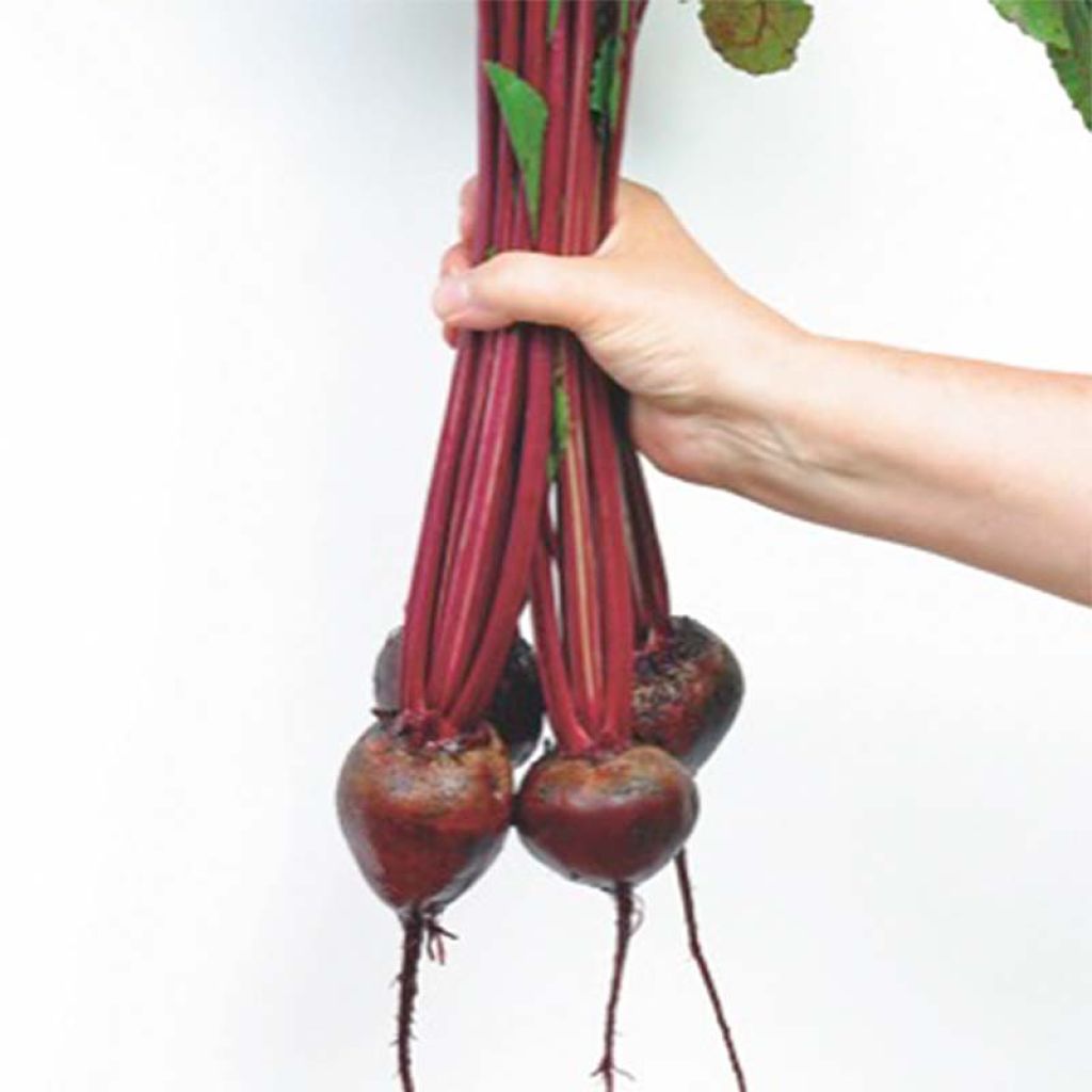 Beetroot Solist