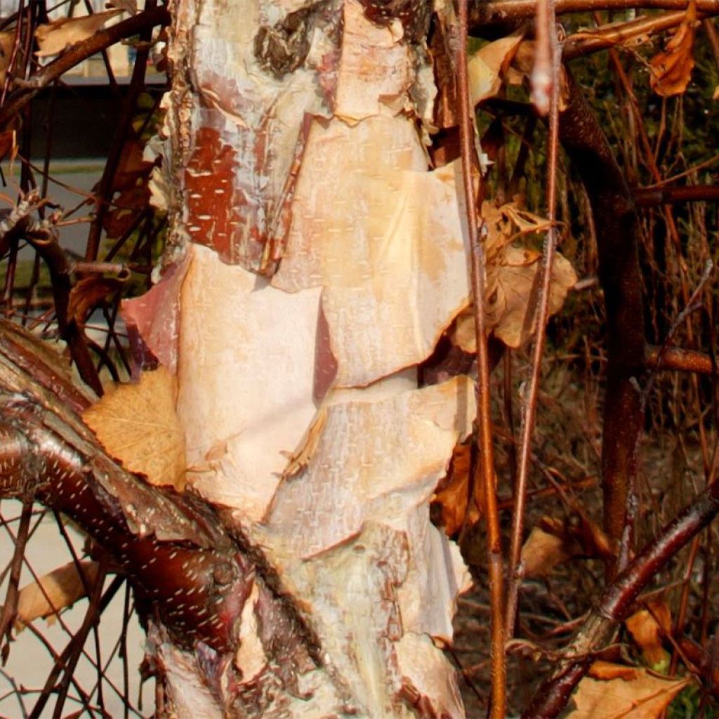 Betula nigra Summer Cascade - Birch