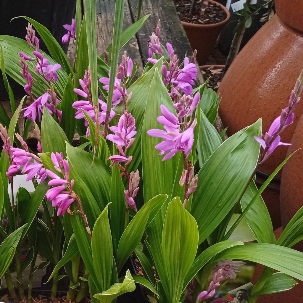 Bletilla striata Rose - Chinese Ground Orchid