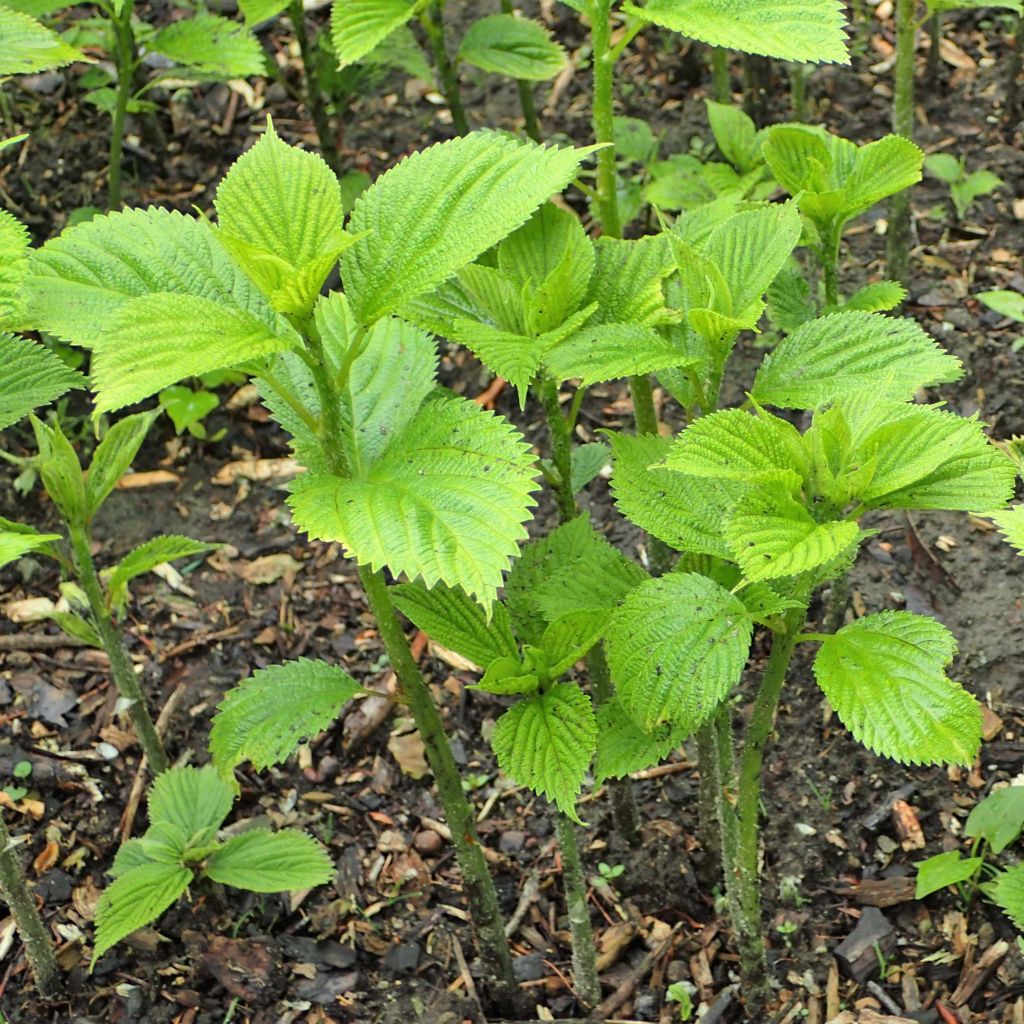 Boehmeria cylindrica - False Nettle