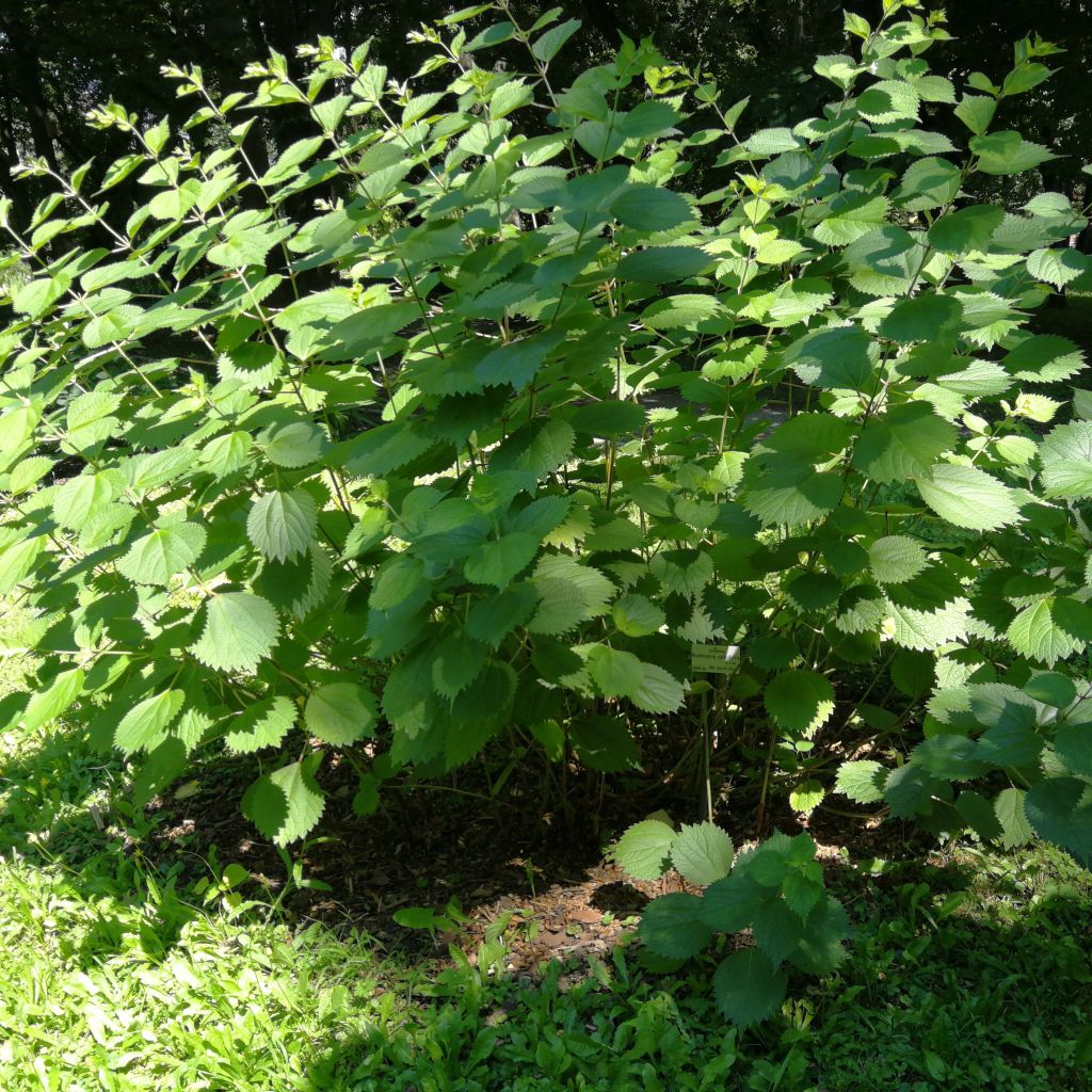 Boehmeria cylindrica - False Nettle