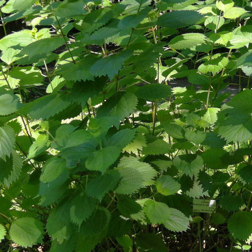 Boehmeria cylindrica - False Nettle