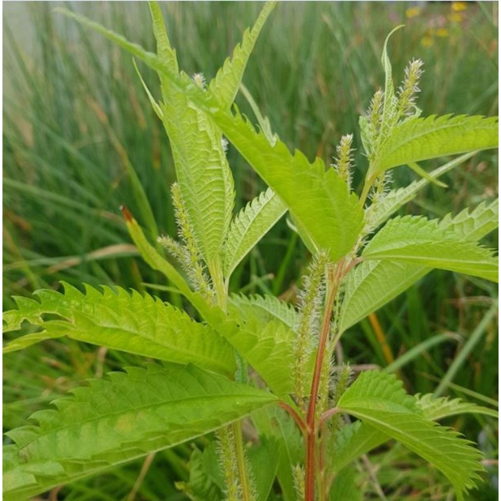 Boehmeria sieboldiana - False Nettle