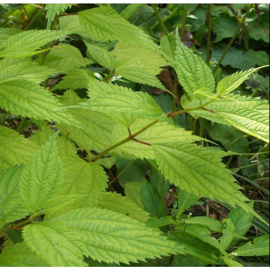 Boehmeria sieboldiana - False Nettle