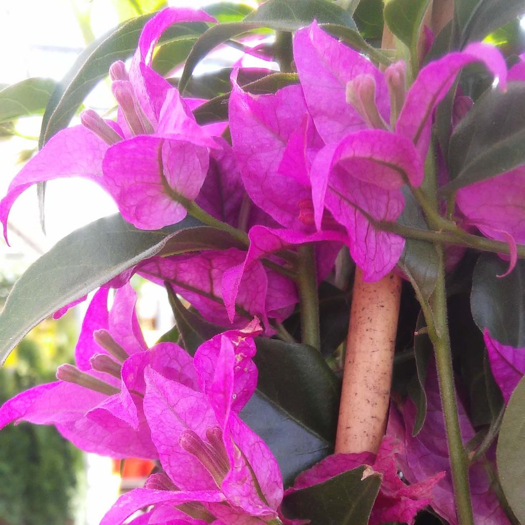 Bougainvillea glabra Sanderiana 'Alexandra'