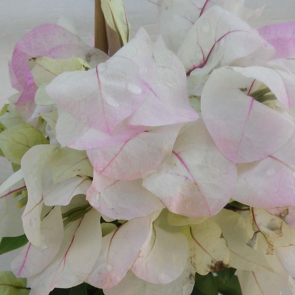 Bougainvillea spectabilis White Pink