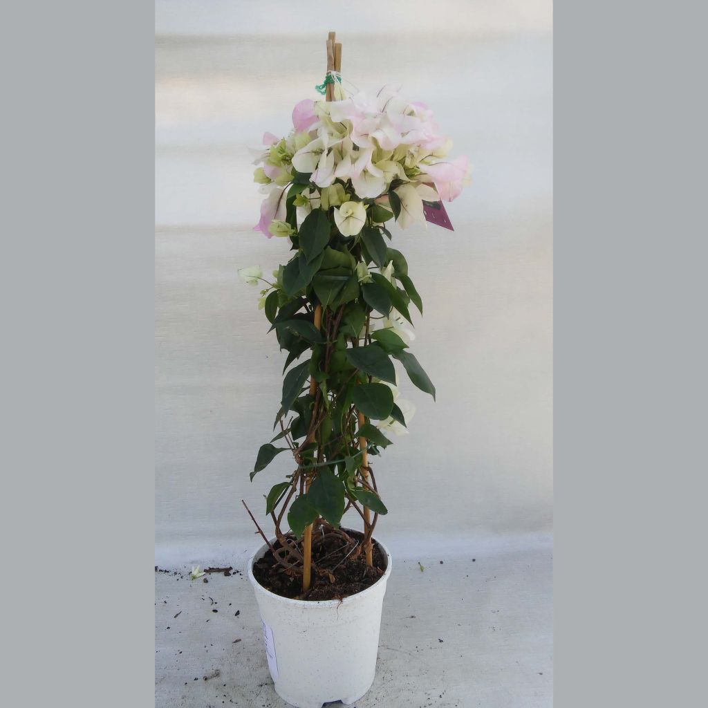 Bougainvillea spectabilis White Pink