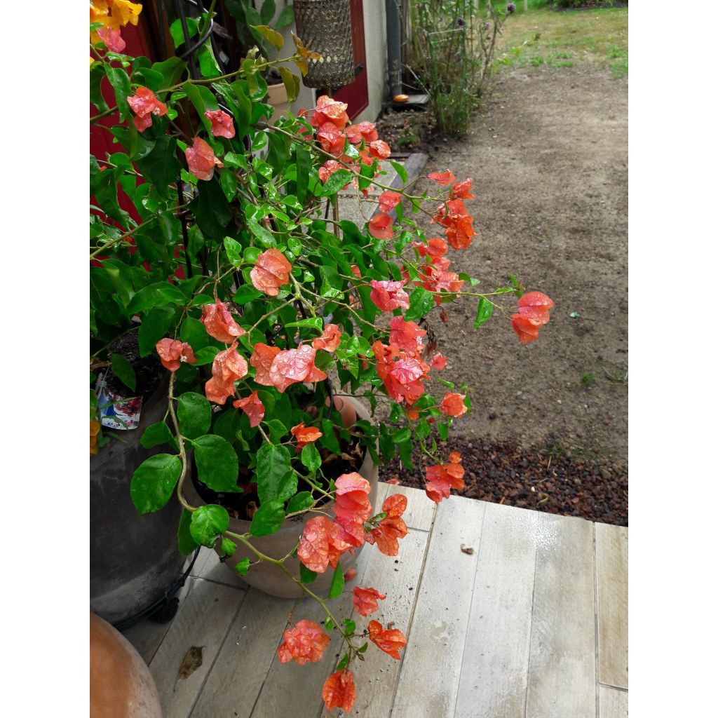 Bougainvillea spectabilis 