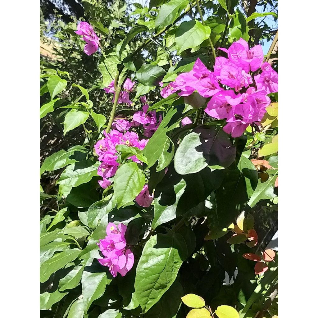 Bougainvillea spectabilis x glabra Violet de Mèze