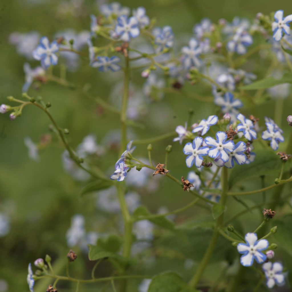 Brunnera macrophylla Starry Eyes - Siberian Bugloss