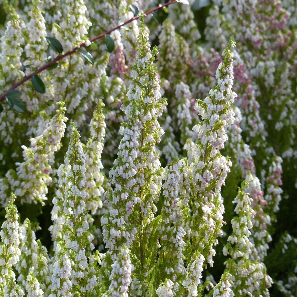 Erica arborea GREAT STAR Le Vasterival - Tree Heath