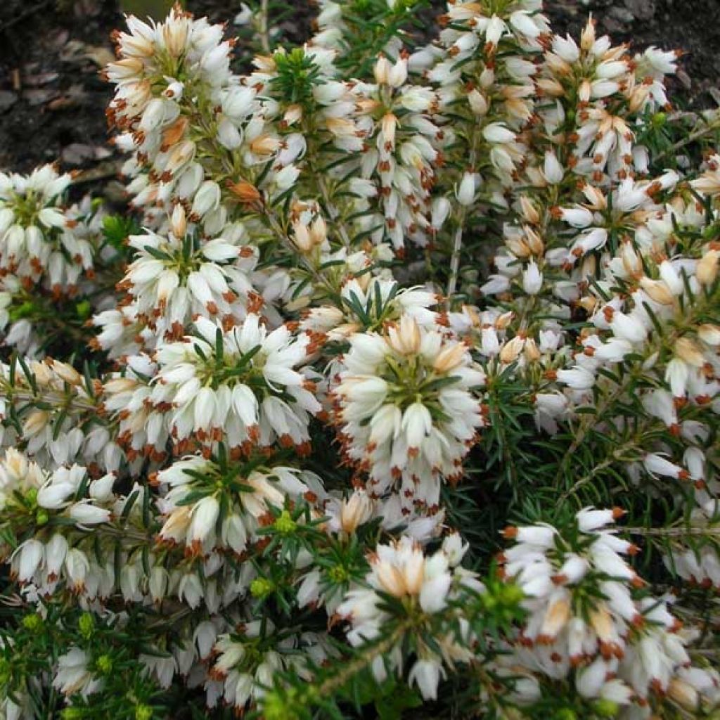 Bruyère Carnea Springwood White, Erica