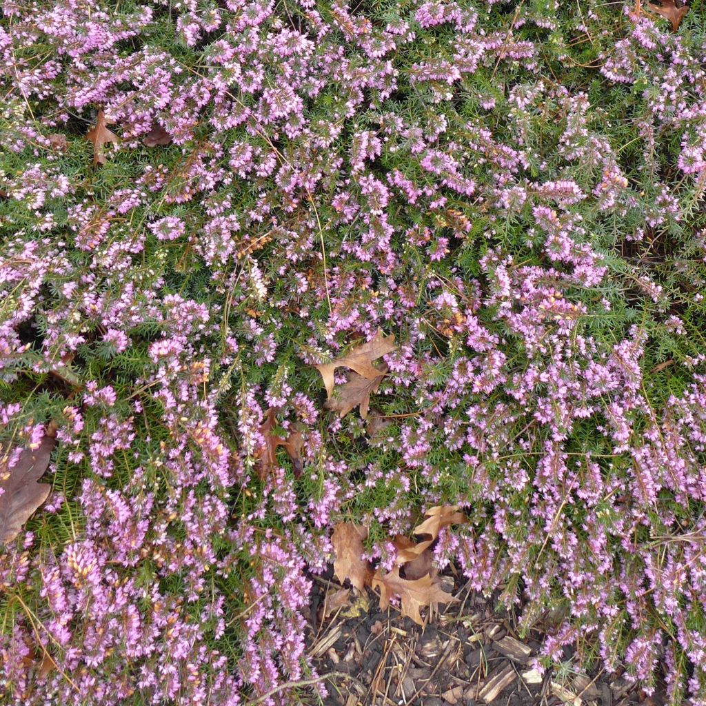 Erica carnea December Red - Winter Heath