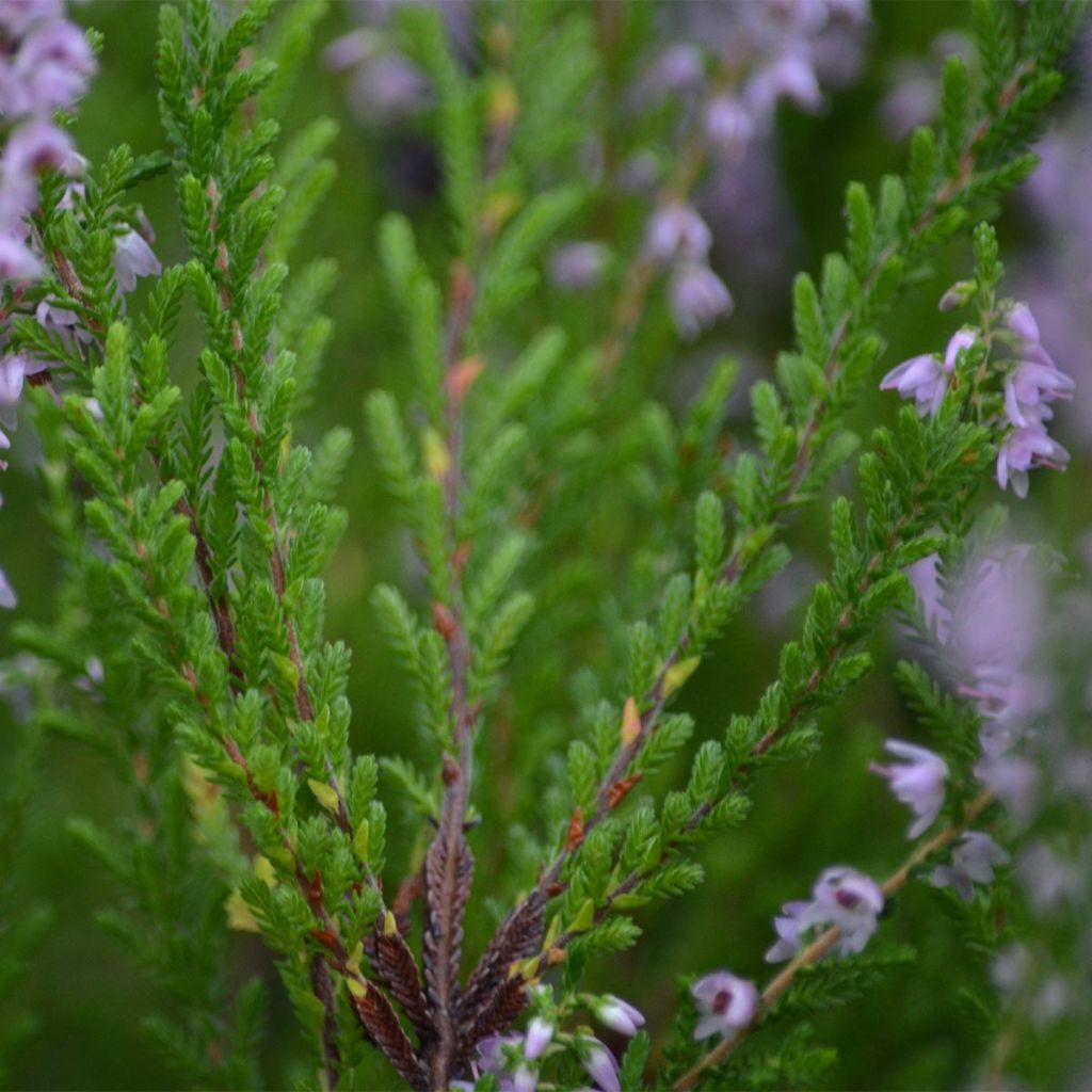 Calluna vulgaris Spring Torch - Heather