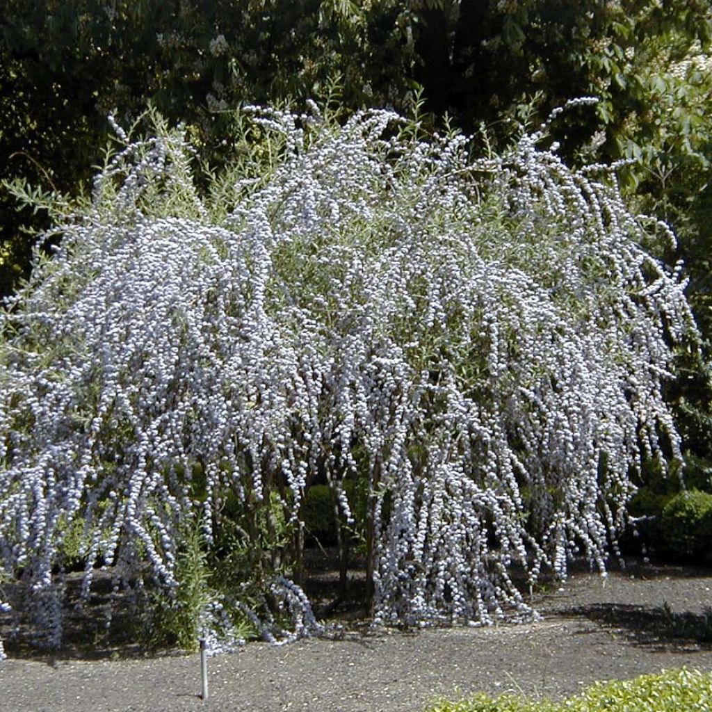 Buddleja alternifolia 