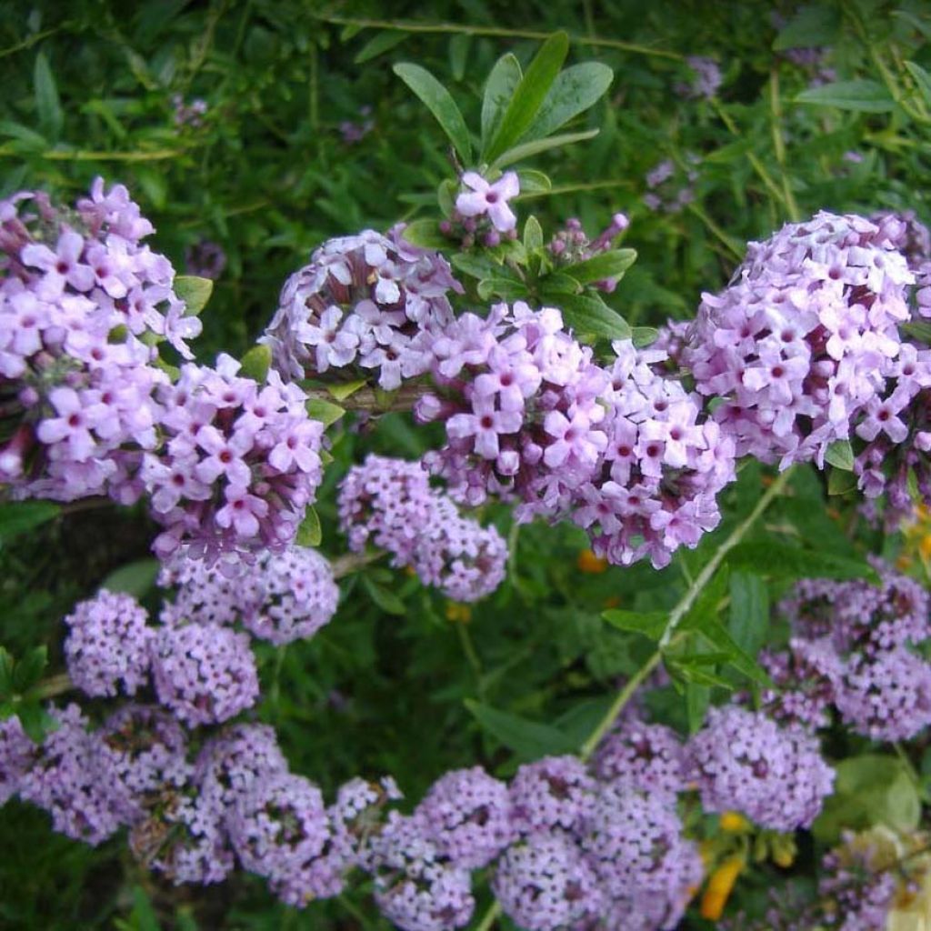 Buddleja alternifolia - Butterfly Bush