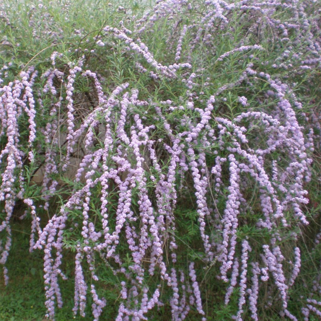 Buddleja alternifolia - Butterfly Bush