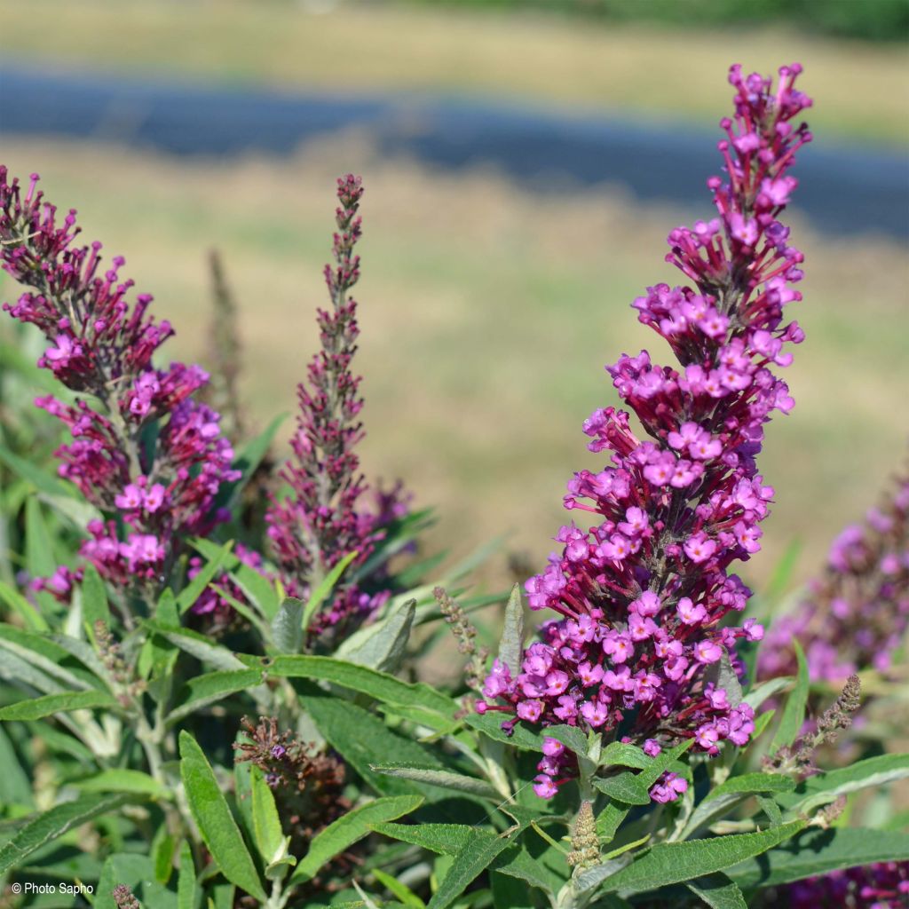 Buddleja davidii Butterfly Tower - Butterfly Bush