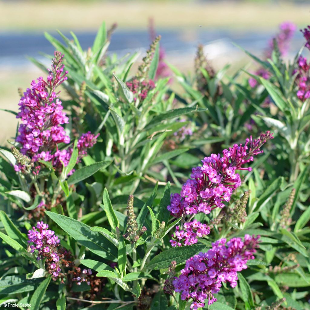 Buddleja davidii Butterfly Tower - Butterfly Bush